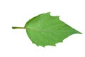 Close up of green ground cherry leaves with jagged edges with detailed leaf outline