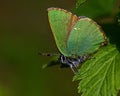 Green Hairstreak butterfly, Callophrys rubi