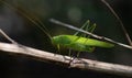 Close up of a green hay horse hiding between twigs in the branches. The background is dark