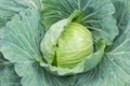 Close up Green Head cabbage