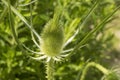 close-up: green head of teasel Royalty Free Stock Photo