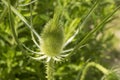 close-up: green head of teasel