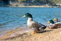 Close up of Green-Headed Duck Standing near Shallow Waters