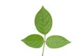 Close up of green and heart-shaped vine leaves with detailed leaf outline