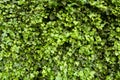 Close-up of a green hedge