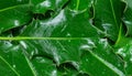 Close up of Green Holly Leaves Patterned Background with Natural Light and Shine Royalty Free Stock Photo