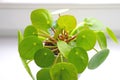 Close-up on a green home flower Pilea peperomioides