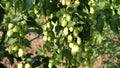 Close up green hop humulus in slow motion