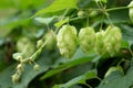 Close up of green hops leaves and cons, nature background Royalty Free Stock Photo