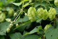 Close up of green hops leaves and cons, nature background Royalty Free Stock Photo