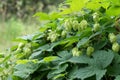 Close up of green hops leaves and cons, nature background Royalty Free Stock Photo