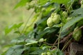 Close up of green hops leaves and cons, nature background Royalty Free Stock Photo