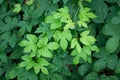 Close up of green hops leaves and cons, nature background Royalty Free Stock Photo