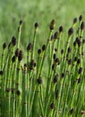 Green Horsetail, Snake or Puzzletail Grass