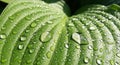 Close-up of a green hosta leaf (Hosta spp.) covered in numerous dewdrops. The leaf displays a Royalty Free Stock Photo