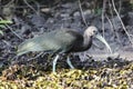 Close-up of a Green ibis, Pantanal, Brazil