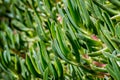 Close-up of green ice plant leaves in the sunlight. Also called pigface, carpet weed, sour fig and clawberry. Creeper plant with