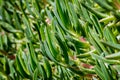 Close-up of green ice plant leaves in the sunlight. Also called pigface, carpet weed, sour fig and clawberry. Creeper plant with