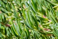 Close-up of green ice plant leaves in the sunlight. Also called pigface, carpet weed, sour fig and clawberry. Creeper plant with