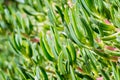 Close-up of green ice plant leaves in the sunlight. Also called pigface, carpet weed, sour fig and clawberry. Creeper plant with