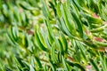 Close-up of green ice plant leaves in the sunlight. Also called pigface, carpet weed, sour fig and clawberry. Creeper plant with