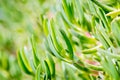 Close-up of green ice plant leaves in the sunlight. Also called pigface, carpet weed, sour fig and clawberry. Creeper plant with