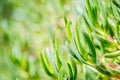 Close-up of green ice plant leaves in the sunlight. Also called pigface, carpet weed, sour fig and clawberry. Creeper plant with