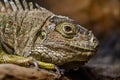 Close-up of a green Iguana. Calm and beautiful green iguana reptile portrait closeup at zoo.. Royalty Free Stock Photo