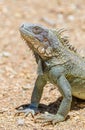 Close up green iguana head and front legs