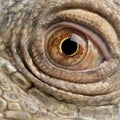 Close-up on a Green Iguana - Iguana iguana (6 year Royalty Free Stock Photo