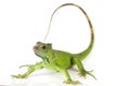 Close Up Green iguana Iguana iguana  isolated on white background Royalty Free Stock Photo