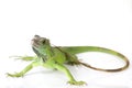 Close Up Green iguana Iguana iguana  isolated on white background Royalty Free Stock Photo