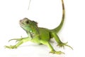 Close Up Green iguana Iguana iguana  isolated on white background Royalty Free Stock Photo