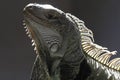 Close Up Green iguana Iguana iguana with rim light Royalty Free Stock Photo