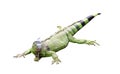 Green Iguana isolated on white background , clipping path Royalty Free Stock Photo