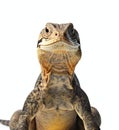 Close up of a green iguana isolated on a white background Royalty Free Stock Photo