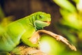 Close-up of green iguana on its habitat on land - wooden branch. Beautiful lizard in zoo or terrarium. Exotic tropical Royalty Free Stock Photo
