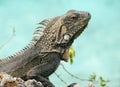 Close-up of a green Iguana iguana at the sea, Bonaire Royalty Free Stock Photo