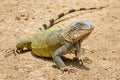 Close up green iguana standing on ground