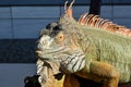 Close up of Green Iguana warming under the sun Royalty Free Stock Photo