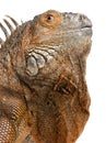 Close-up on a Green Iguana - Iguana iguana 6 years old Royalty Free Stock Photo