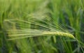 Close-up of a green immature ear of barley