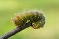 Close-up of Green Imperial Moth Caterpillar Royalty Free Stock Photo