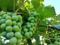 Close up of green Isabella grapes