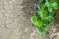 Green ivy climber plants grow in dry and crack soil in summer