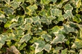 Close-up green ivy Hedera helix Goldchild carpet. Original texture of natural greenery. Background of elegant leaves.