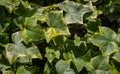 Close-up green ivy Hedera helix Goldchild carpet. Original texture of natural greenery. Background of elegant variegated leaves Royalty Free Stock Photo