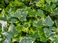 Close-up green ivy Hedera helix Goldchild carpet. Original texture of natural greenery. Background of elegant variegated leaves Royalty Free Stock Photo