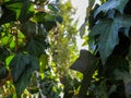 Close-up green ivy Hedera helix for two side. Original texture of natural greenery background of elegant leaves. Royalty Free Stock Photo