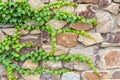 Close up of the green ivy on a stone wall, a beautiful background Royalty Free Stock Photo